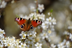 停在白色花朵上的彩色蝴蝶图片